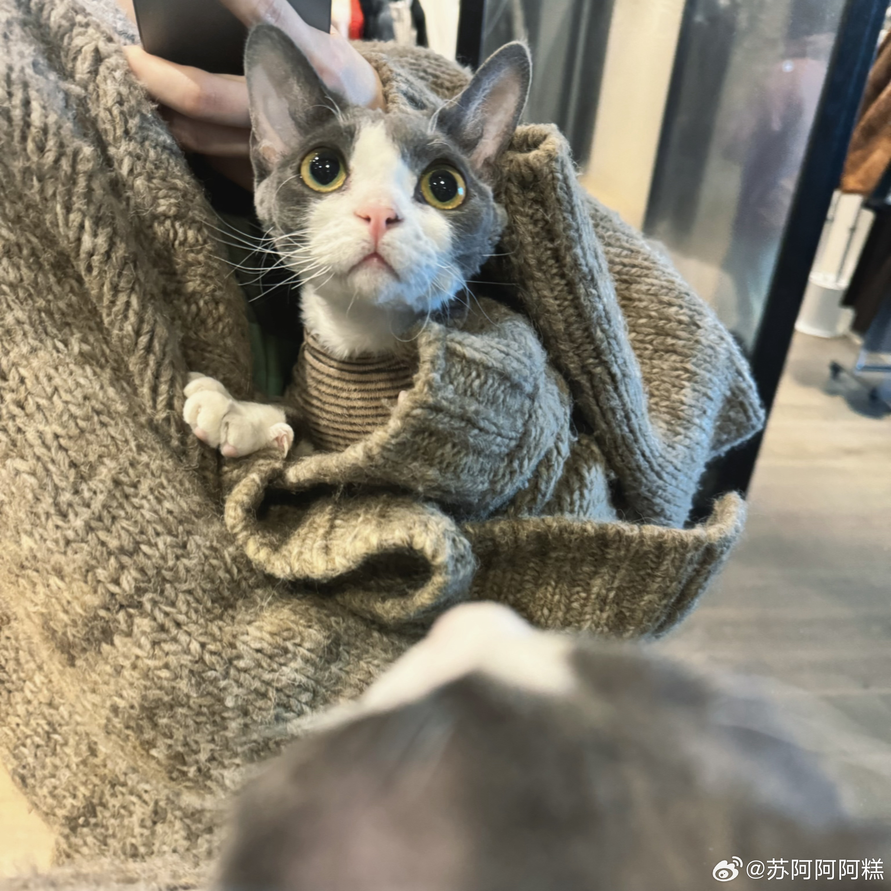 今天适合在家撸猫 ​​​