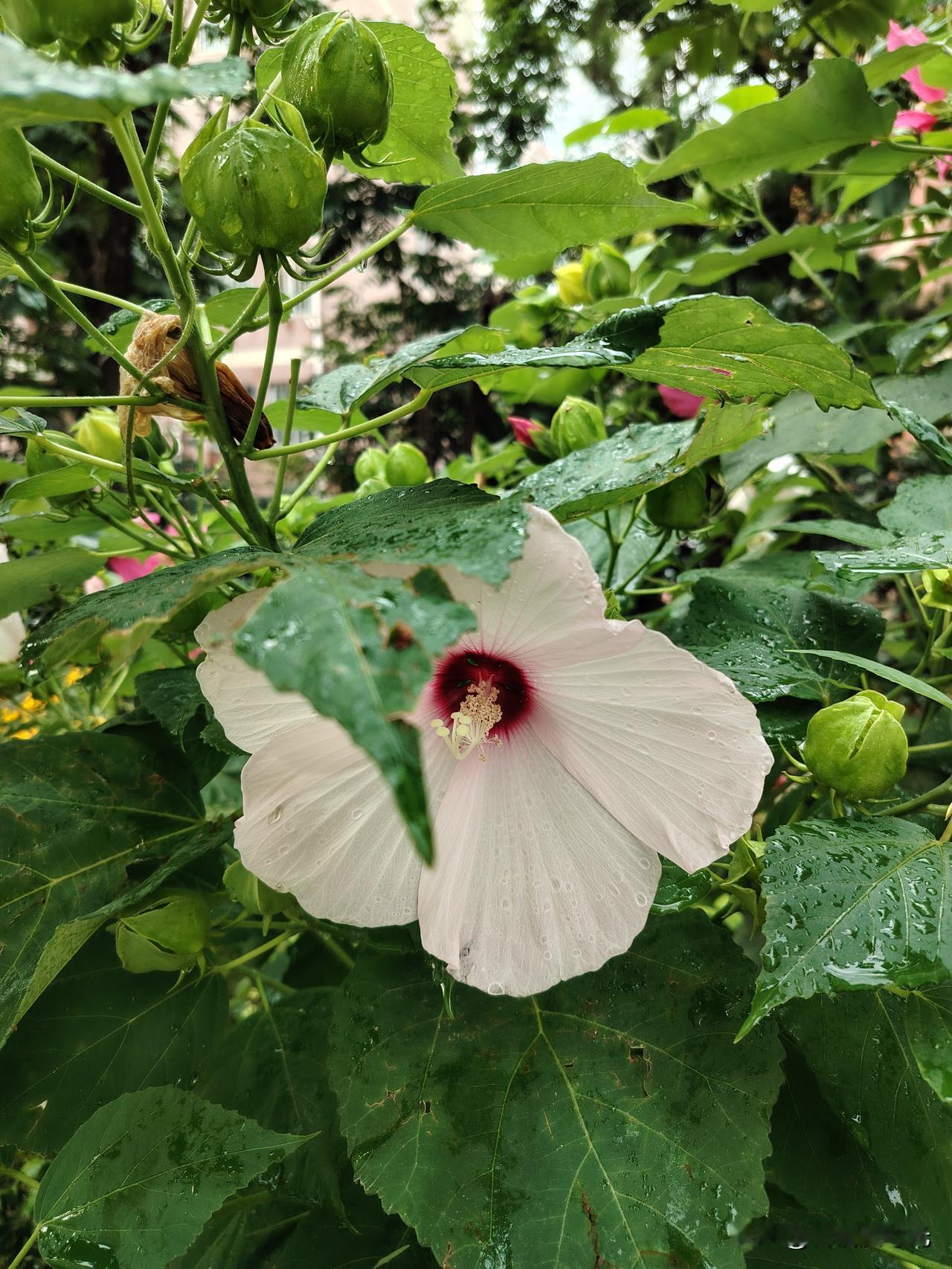雨后

芙蓉葵谦卑的低下头来

茉莉敛起馥郁的香气

凌霄抖落掉一地骄傲

三角