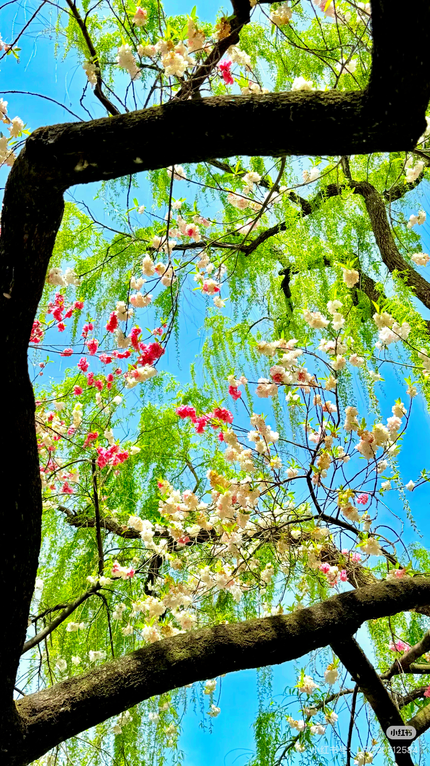 作者：陈晓辉出处：《人间小喜》人间最珍贵的喜悦，从不是盛大浓烈的狂欢，而是清淡长