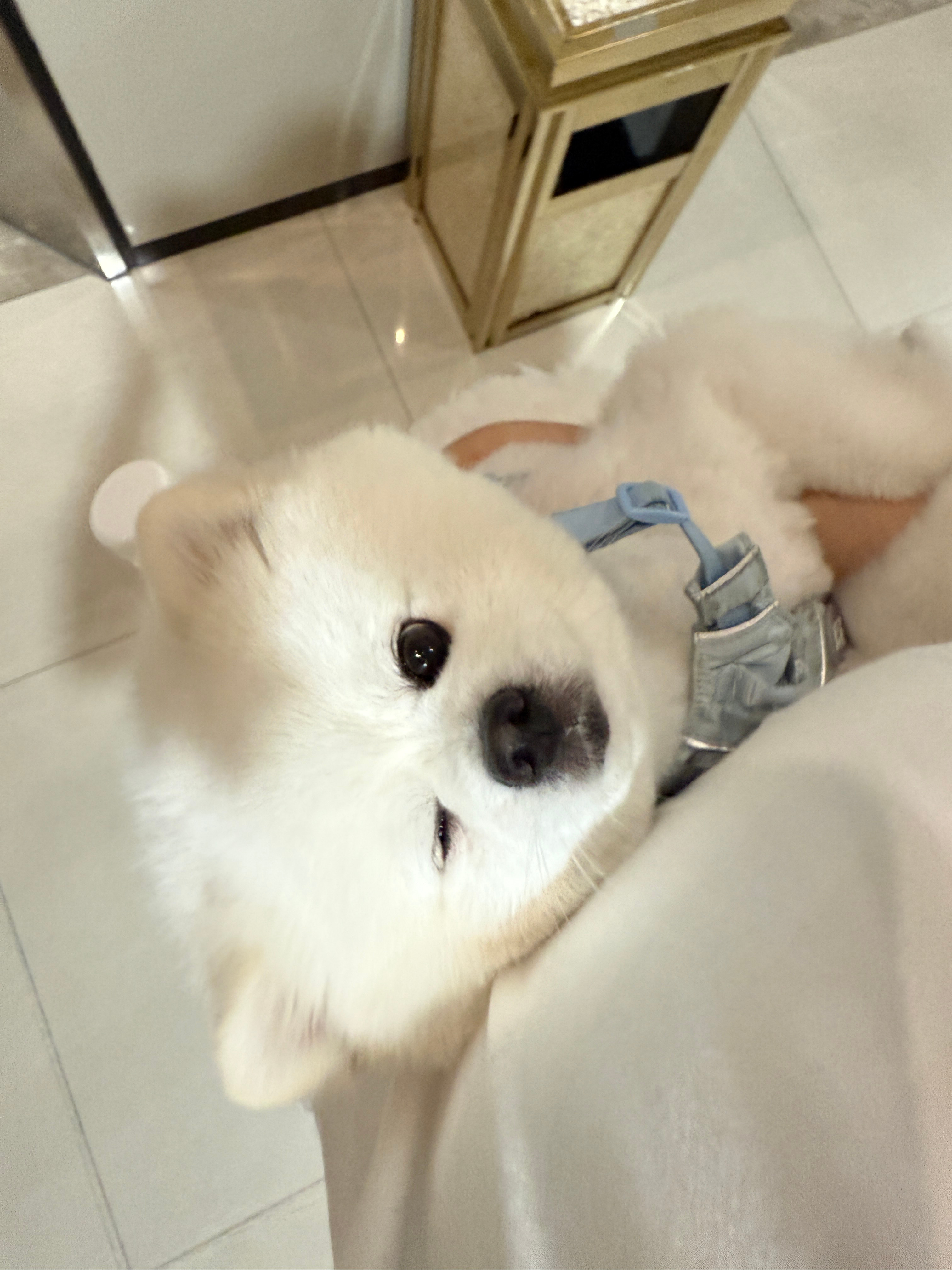 我好爱我的小狗我爱你蛋糕[爱你]  ​​​