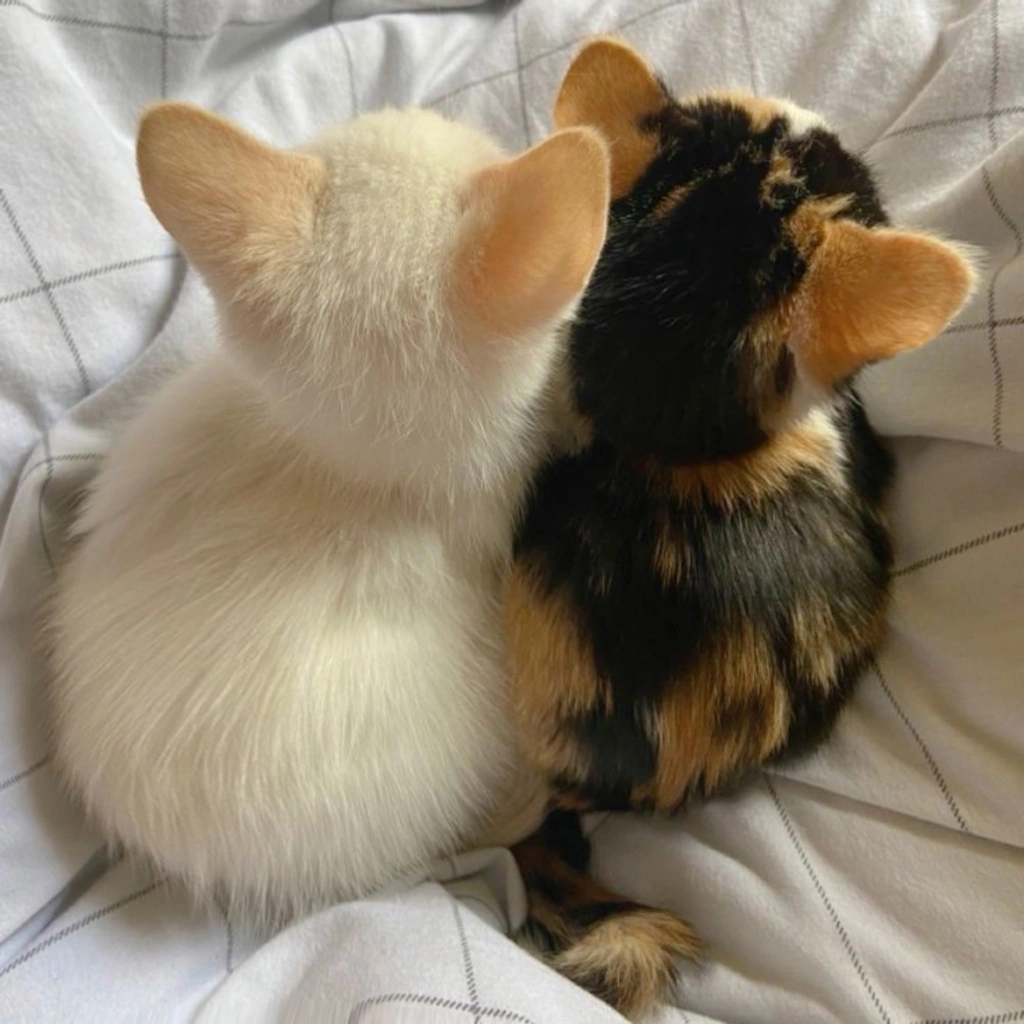 ₊˚‧⸝⸝⸝•༝•⸝⸝⸝‧˚₊小猫贴贴 ​​​