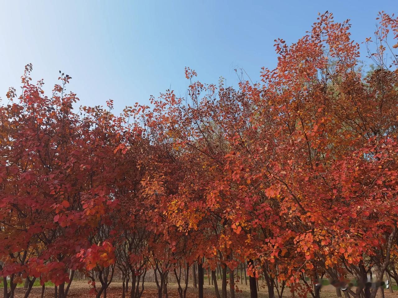 #秋日随拍#
在秋日的阳光下，欣赏多彩的风景…