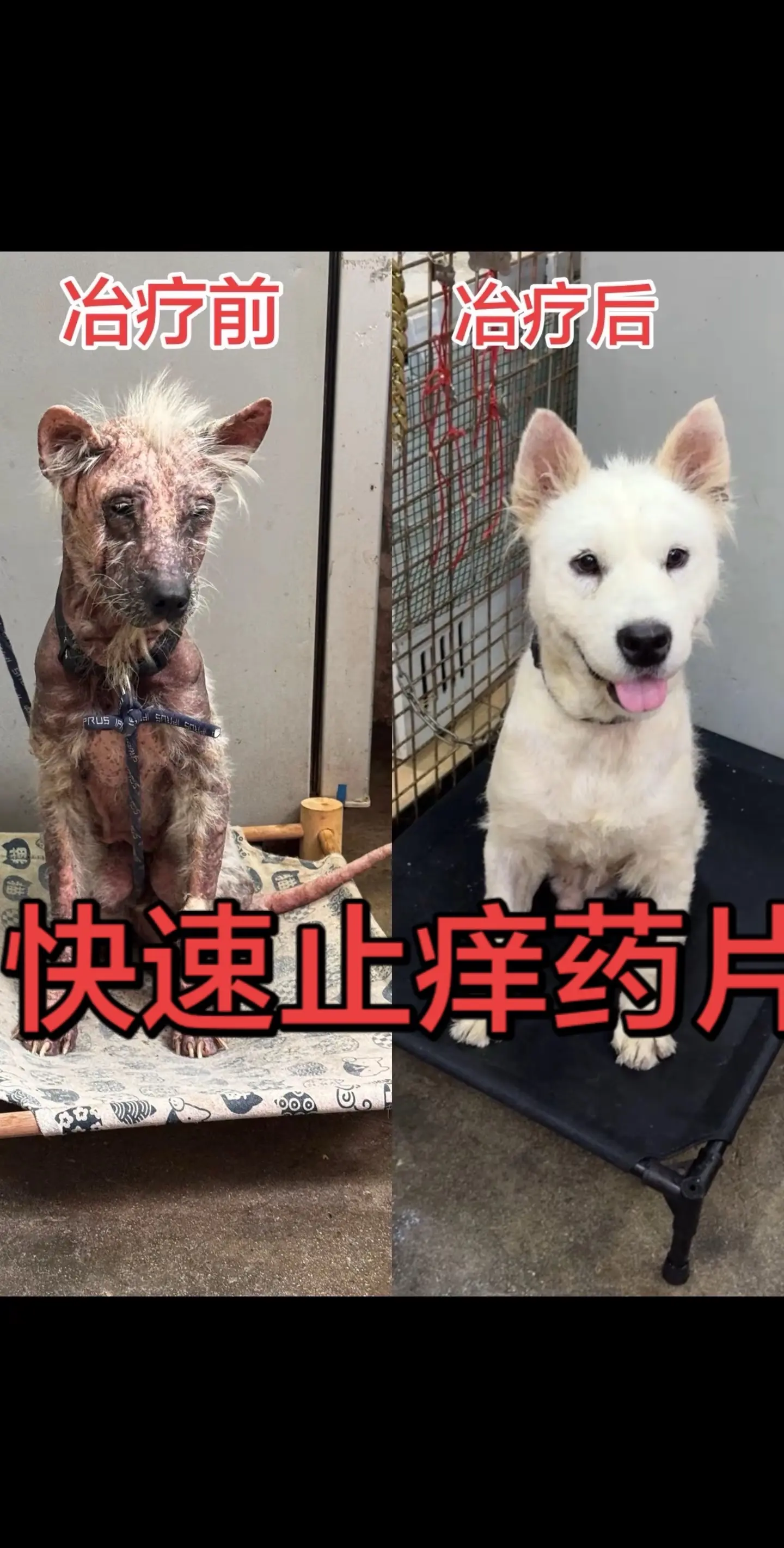 这些都是我们亲手治疗好皮肤病的一部分，家里狗狗经常这样挠痒痒，一直啃咬...