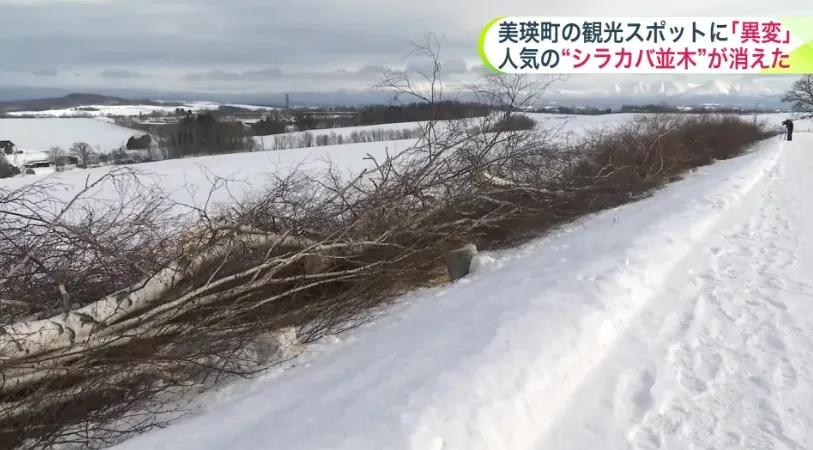 北海道美瑛将砍掉知名白桦树林据日本媒体报道，北海道美瑛知名的白桦树林是许多游客必