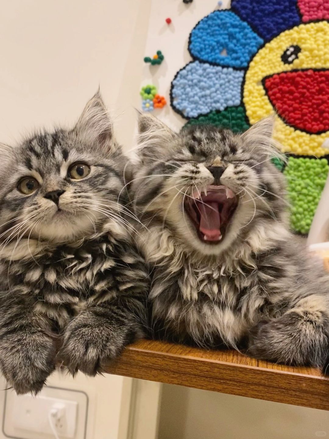 进来让小猫吸走你的霉气