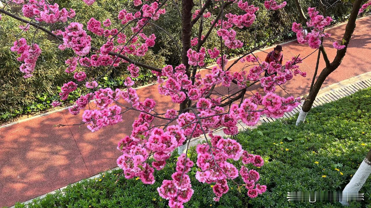 樱花、海棠花、油菜花，繁花似锦

不论是城市，还是乡村；不论是公园，还是小区拐角