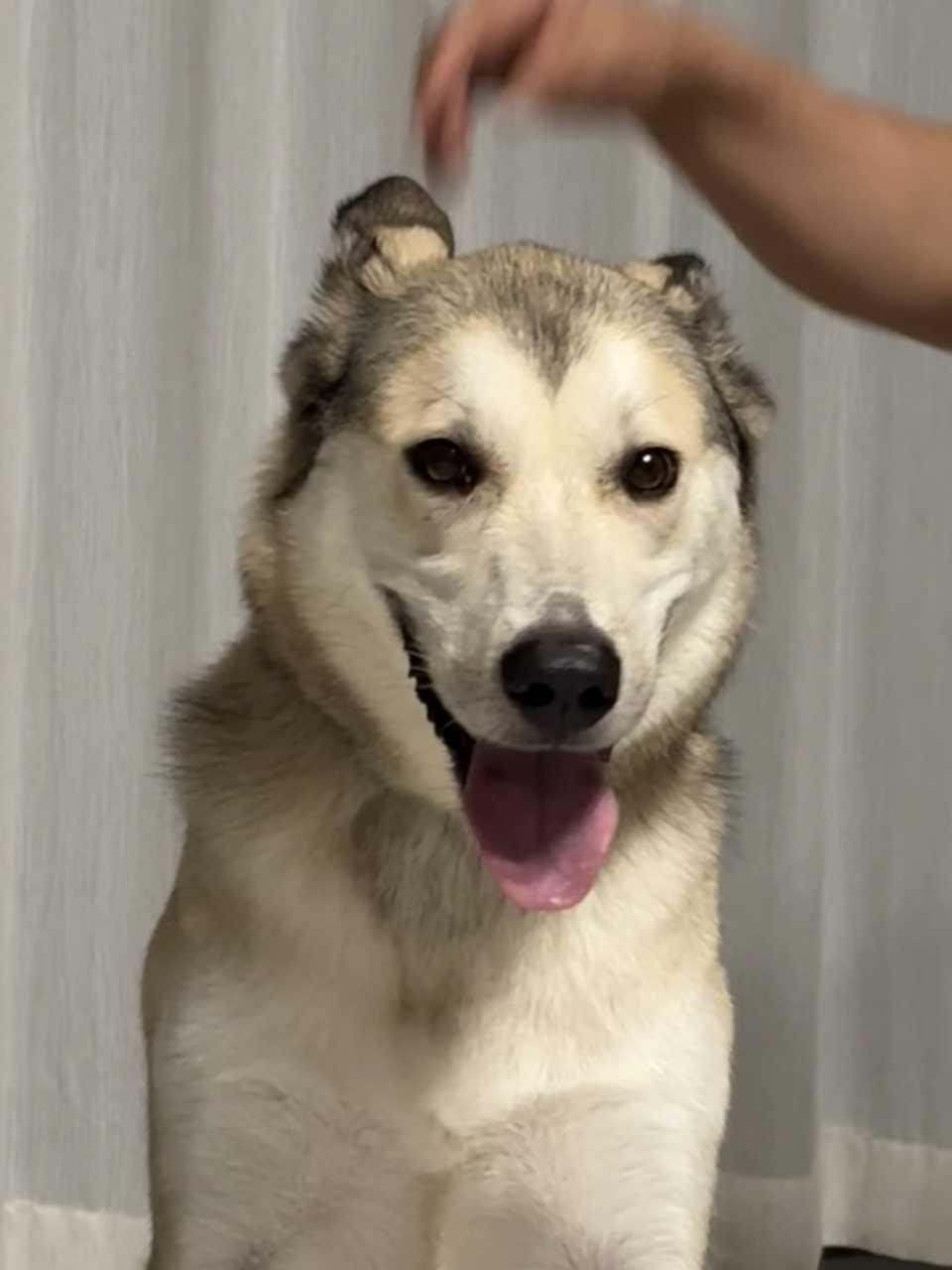 家狗 ​​​