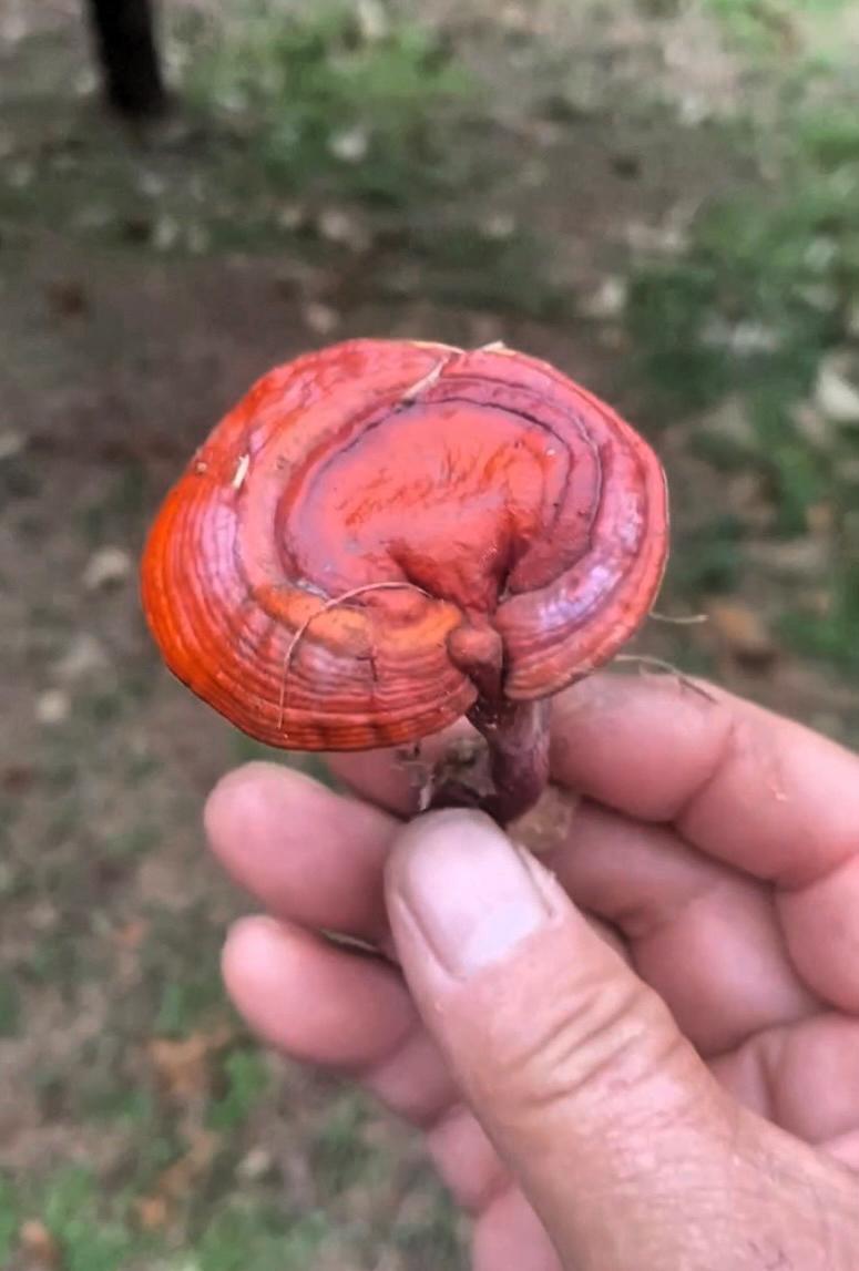 今天上山捡栗子，意外收获！在树根边发现了这颗灵芝，个头不大，长得周正，一圈圈纹路