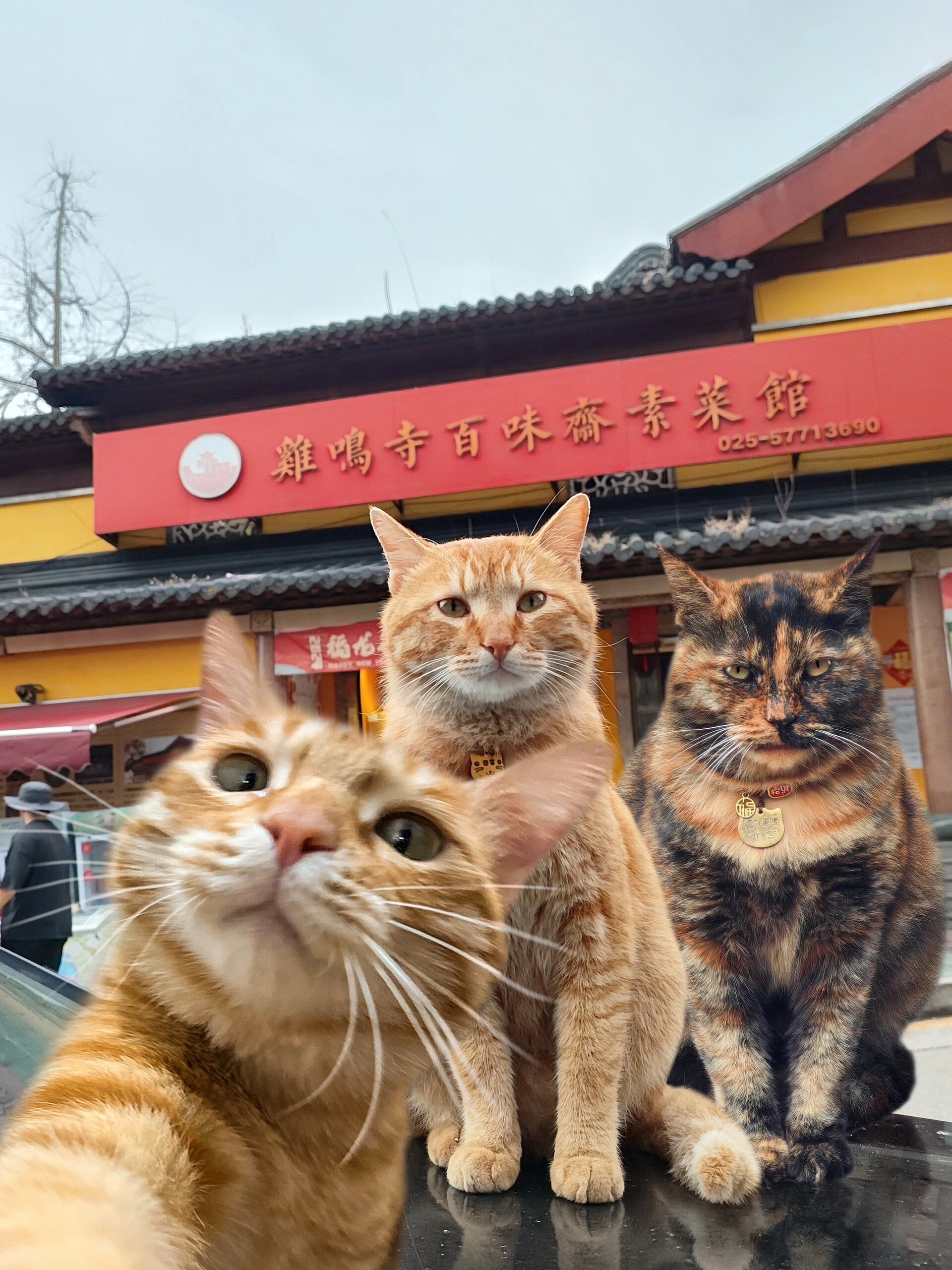 小猫咪的南京游✈️ ​​​