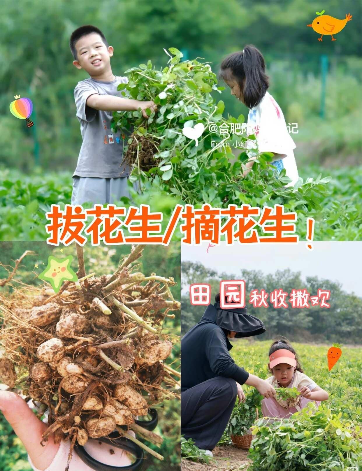 合肥秋日神仙遛娃｜拔花生玩篝火打铁花
｜秋收+打铁花一站式治愈✨
终于等到秋天最