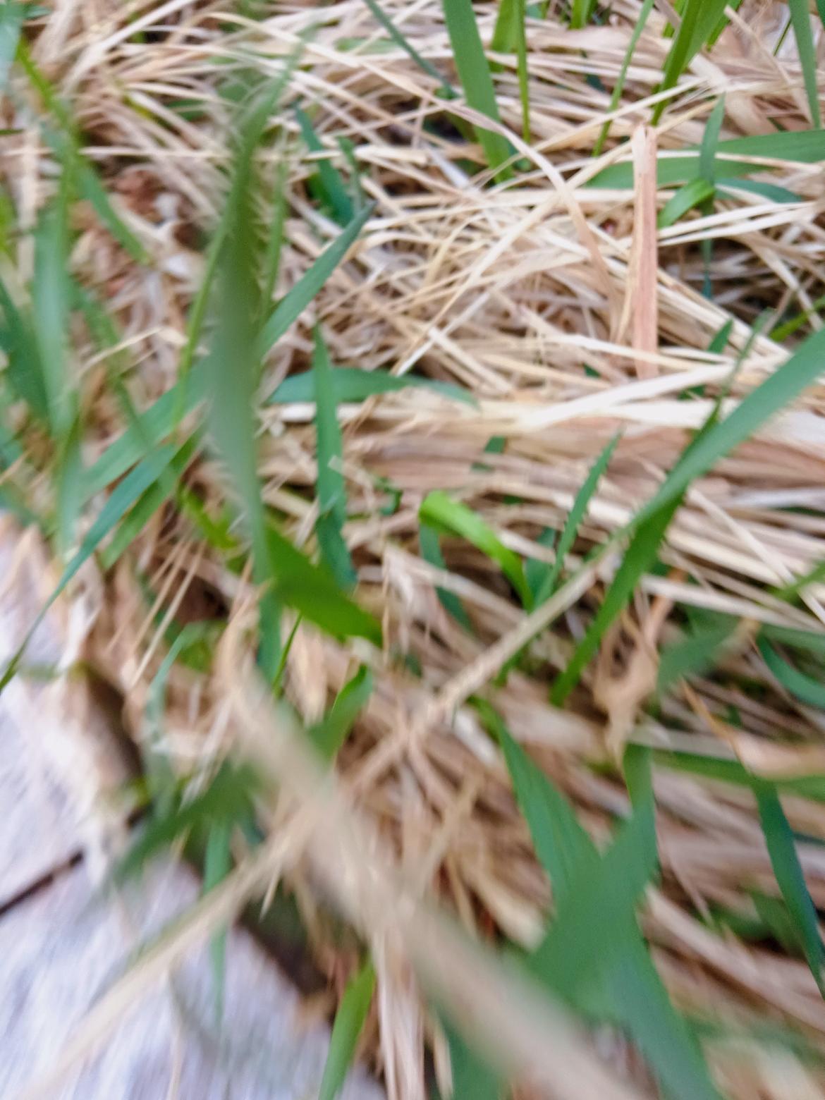 草地上有些枯草和嫩绿的新芽。