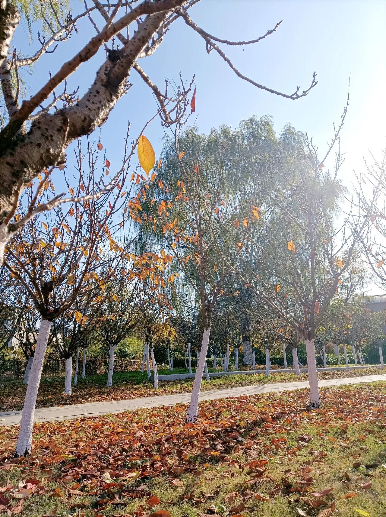 街角公园，美在冬季。

满地金黄～

像极了毯子。

舍不得踩上去

却很想躺上