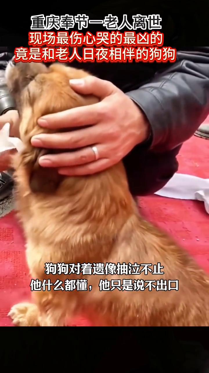 重庆奉节一老人离世，现场最伤心、哭的、最凶的竟是和老人日夜相伴的狗狗。狗狗对着遗