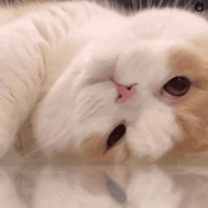 圆圆什么时候直播唱歌？什么时候发Vlog？你是不是不会剪Vlog？可以发我们帮你