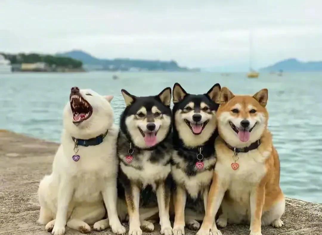 美好的一天开始了，让好心情带给你满满的幸福和快乐，天地有爱，人间有情。