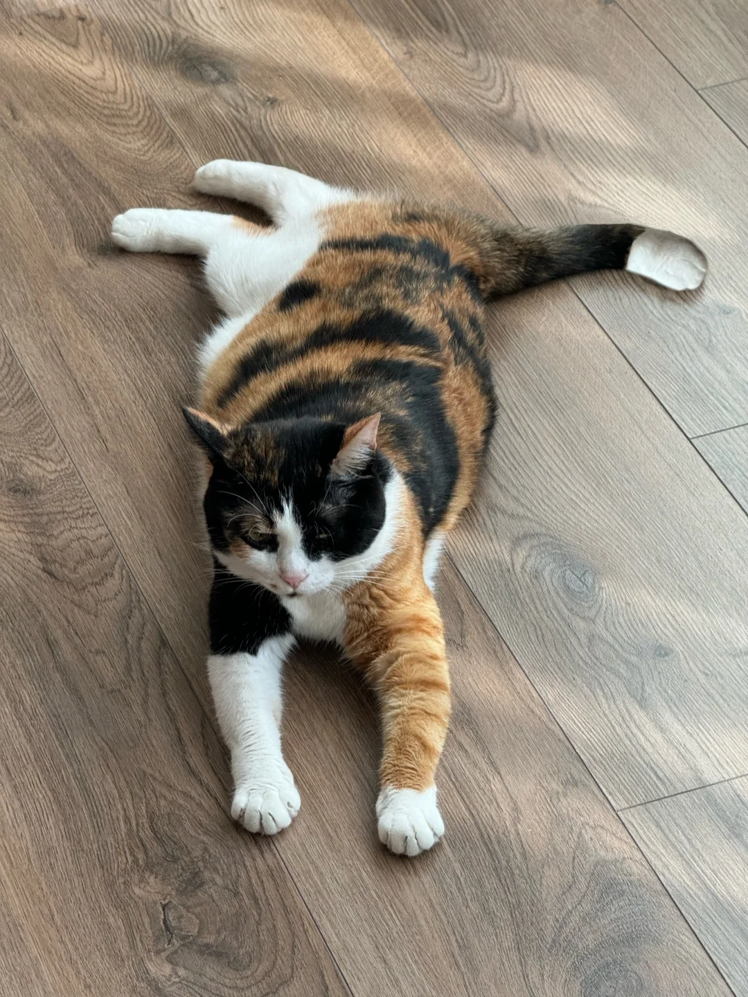 三脚猫