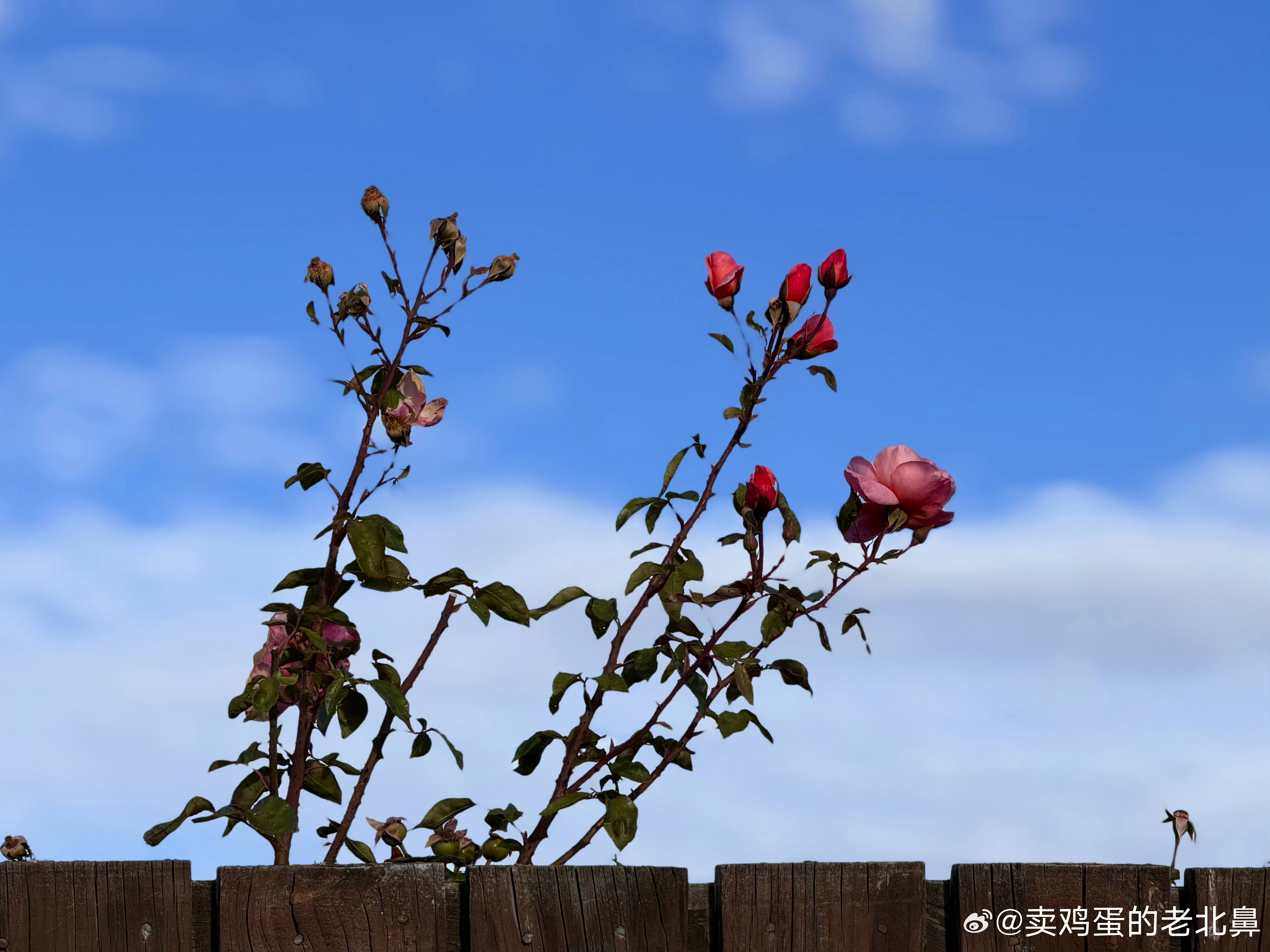 早安。醒来发现浑身疼。尤其是肩膀手臂啥的。突然想起来两个月没运动。然后这两天运动