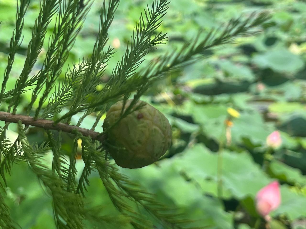 这个是松果吗？在外面看到的，本来想摘下来，后来还是忍住了，就让它好好地过它自己的