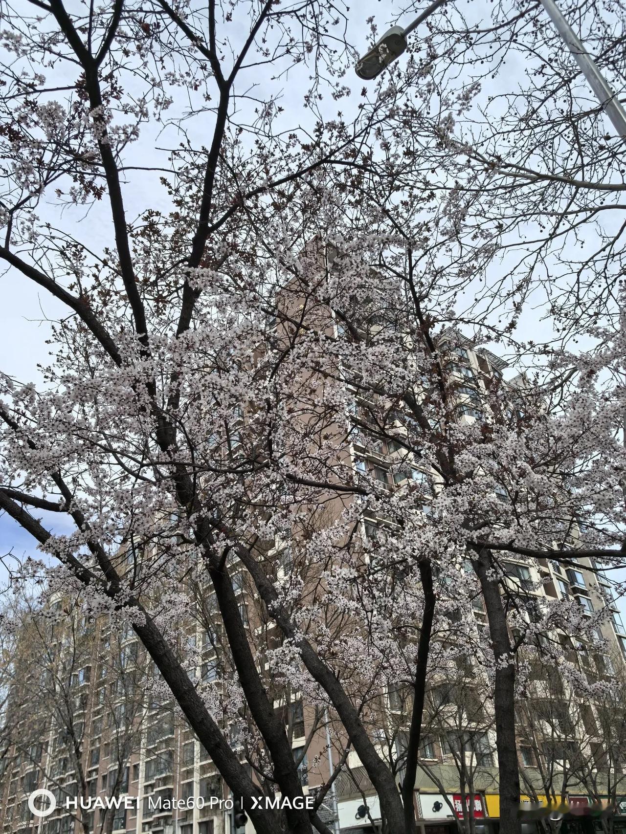 春日生活打卡季春天来了[烟花][烟花][烟花]
春风轻拂柳枝弯，
桃花笑颜映日边