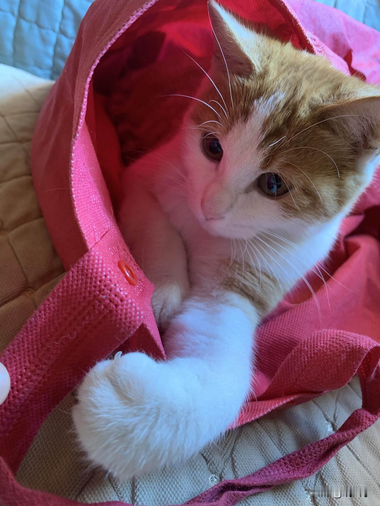 头一次养猫，发现小猫不住猫窝，就爱钻烂袋子和纸箱子。小猫喜欢纸箱子是知道的，但是