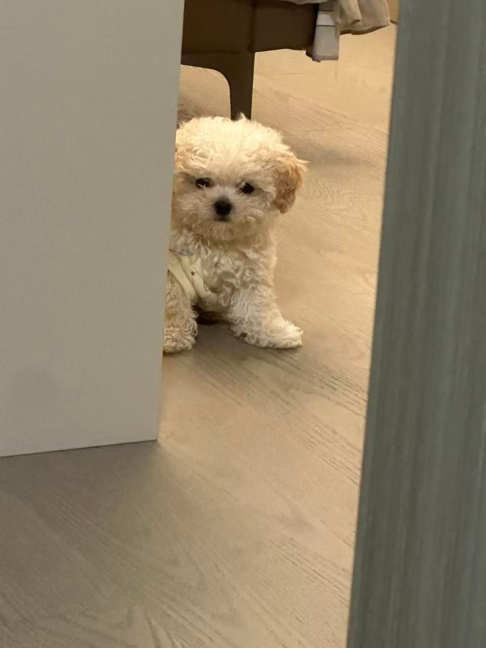 质疑袁立 成为袁立。。大半夜的好想去我朋友家偷狗