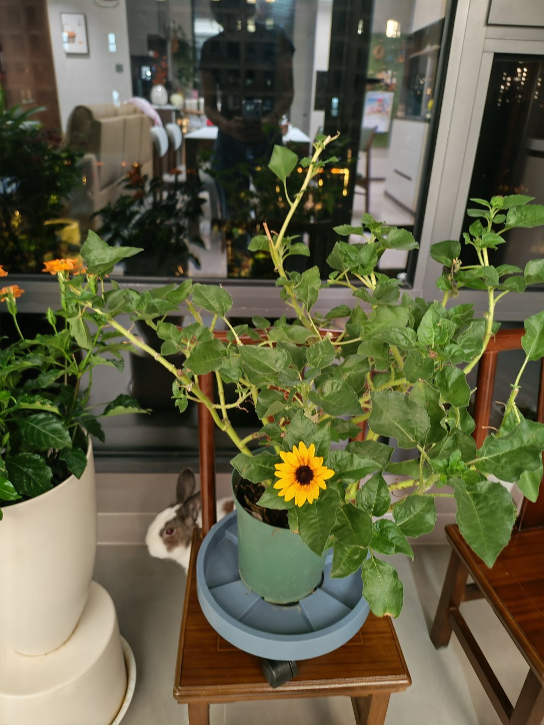 《我哪儿知道为什么🌻只开了一朵》 