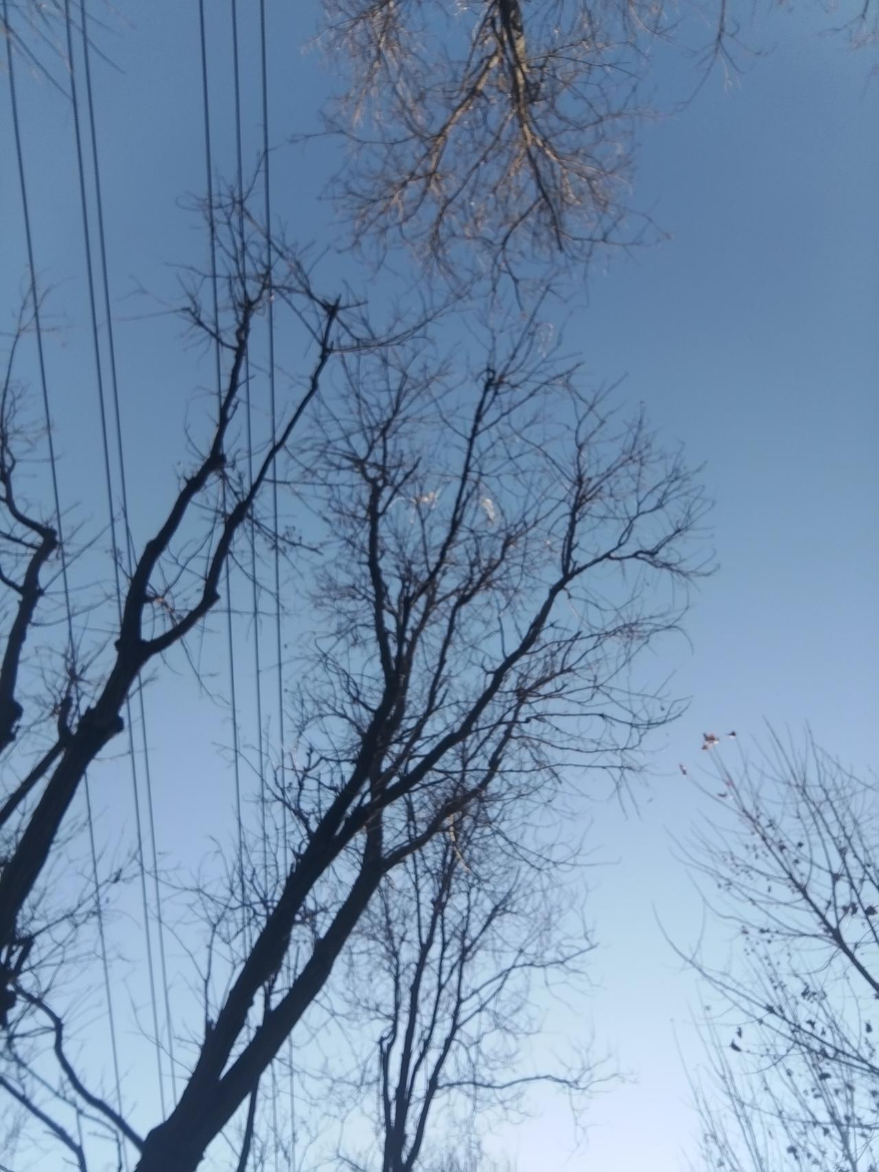 冬日暖阳下的枯树与蓝天，静谧而美丽。冬日树干