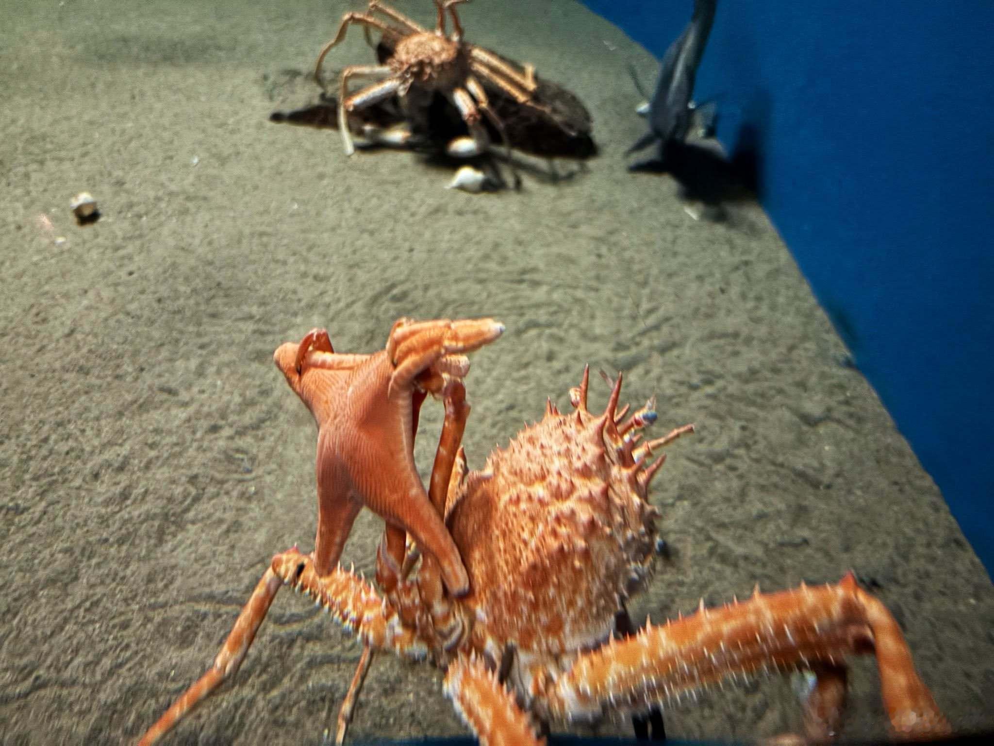 【 看看我抓到了什么 】推主：前几天去水族馆的时候，有个像螃蟹一样的生物向我炫耀