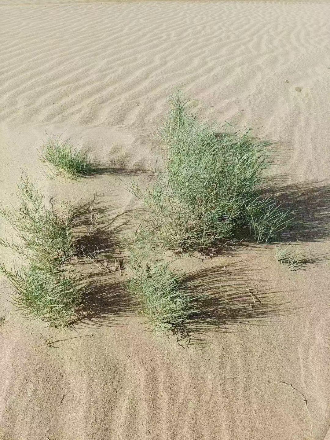 谁有沙漠照片请分享一下