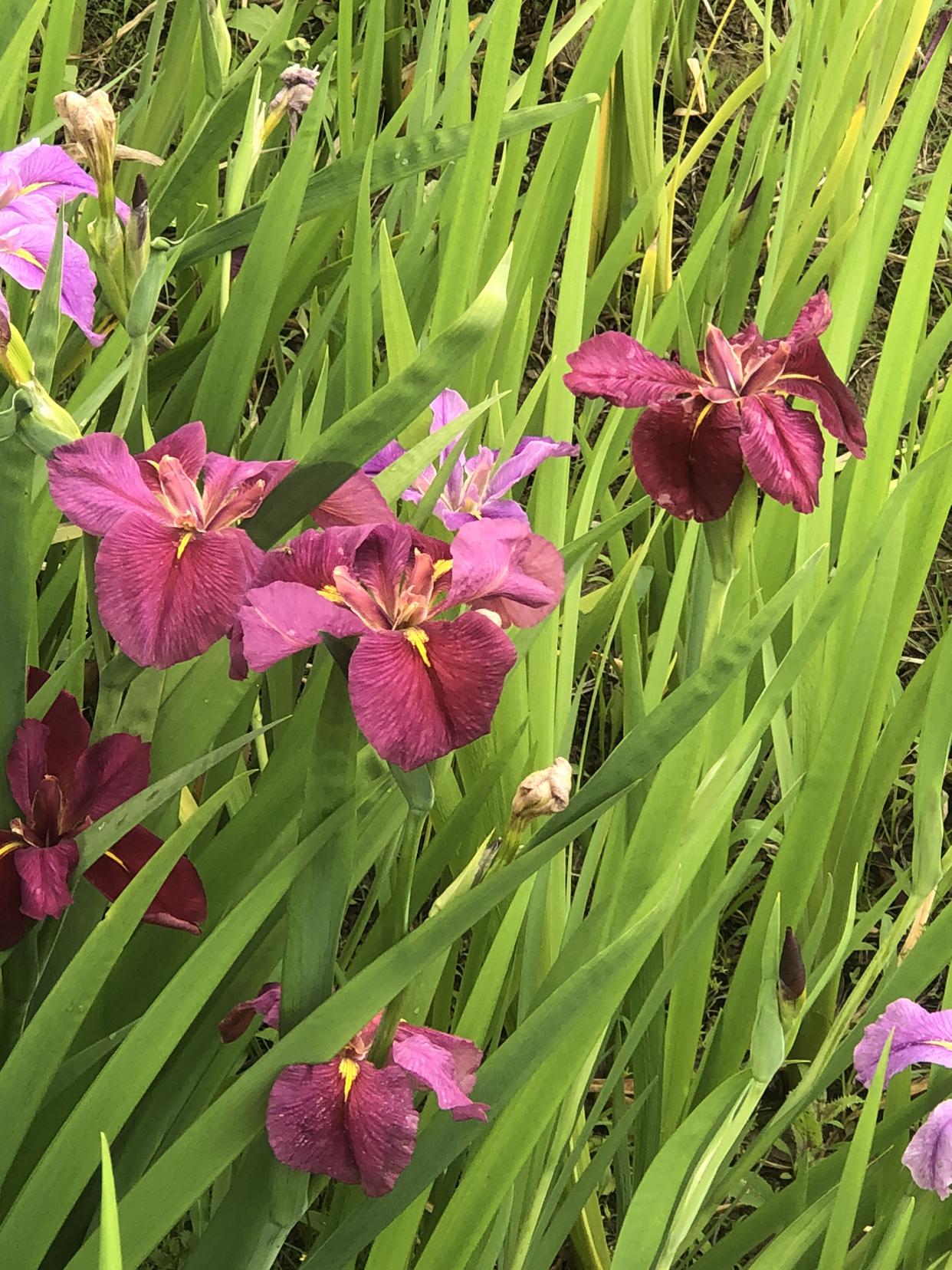 我的今日状态：😁轻松愉快
我这里的天气：☀️晴天
今天常州天气真好，大晴天，万