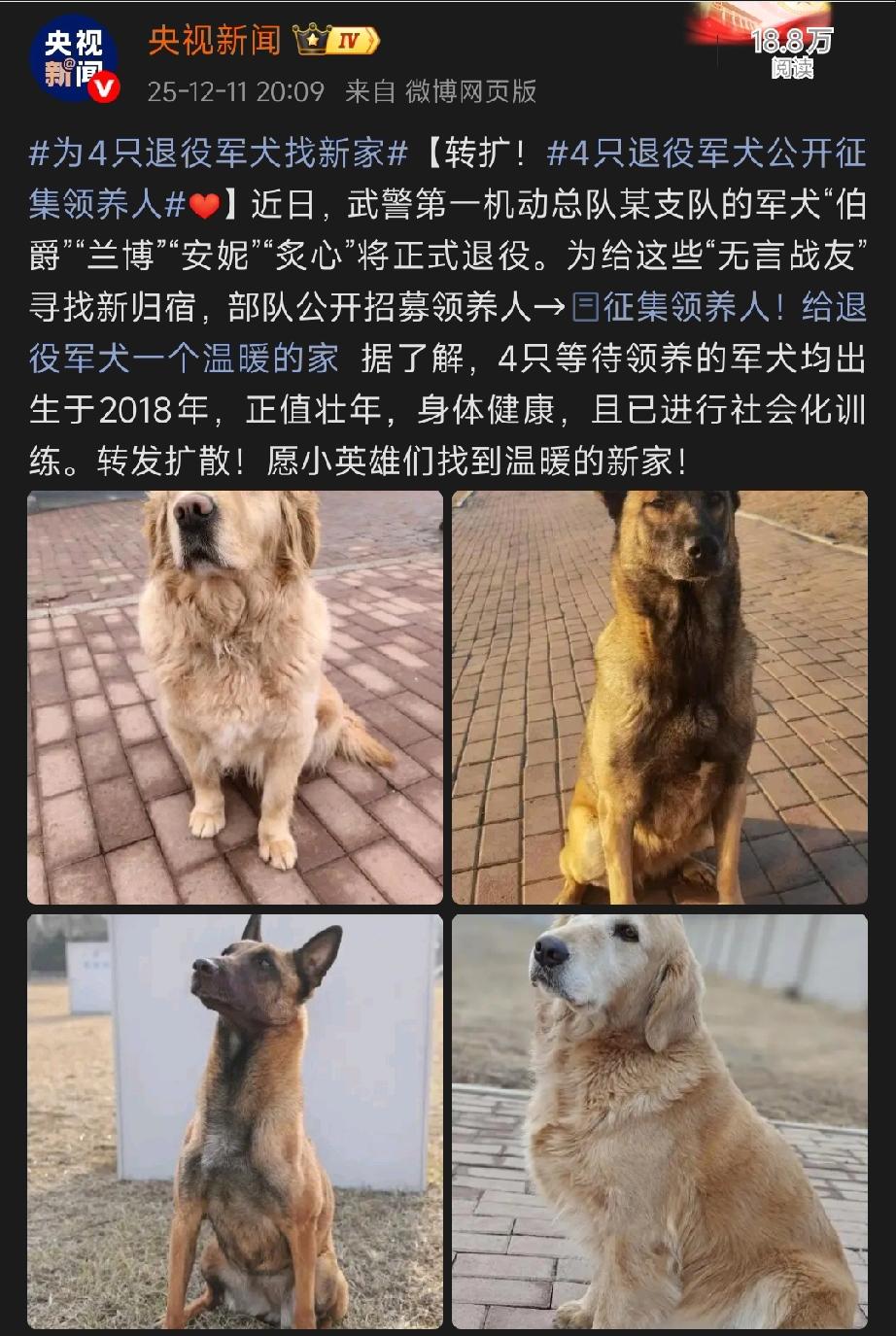 央妈为退役军犬找家了！
四只勇敢的退役犬都出生在2018年，今年已经七岁了，身体