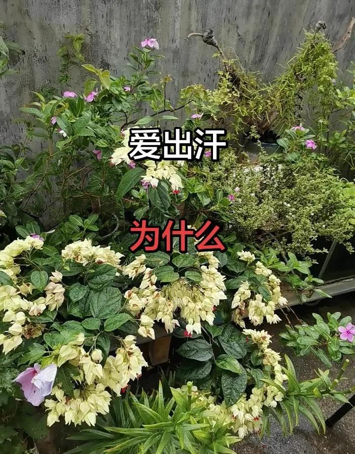 史诗级绝杀一战成名！吴宜泽鏖战击败墨菲，一举拿下世锦赛桂冠，创造历史成为斯诺克第