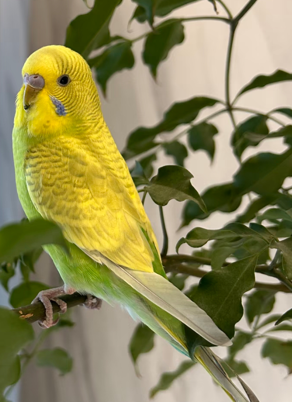 虎皮鹦鹉治愈日常。每天下班回到家推开门，准能听见虎皮鹦鹉叽叽喳喳的迎接声，翠绿配