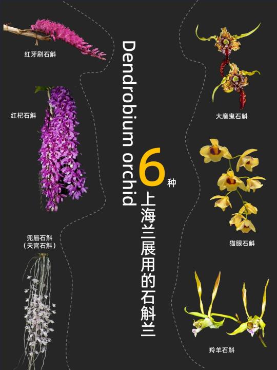 六种石斛兰登录上海温室花园！五一可看🌸