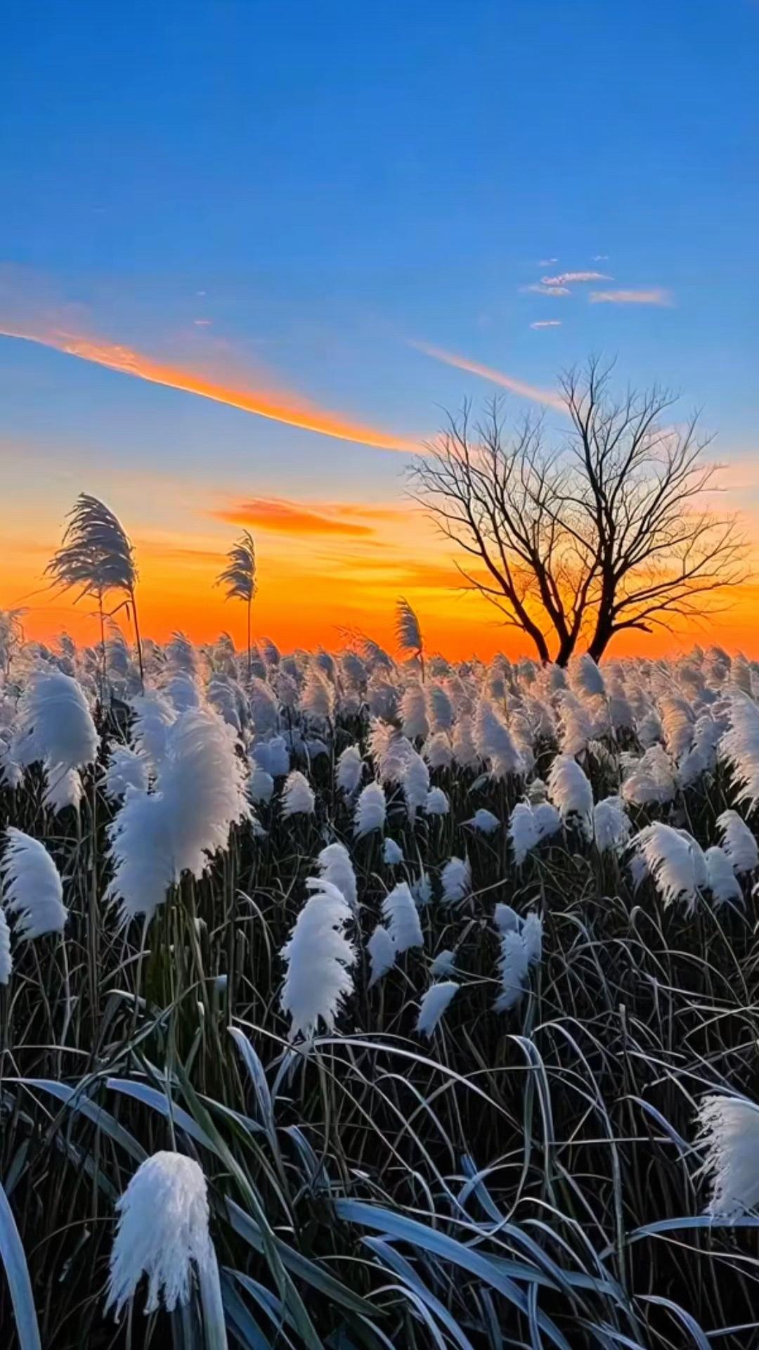 下联：鸟语花香昼夜平

赏析

这幅对联中，上联“风轻日暖春分至”点明时节，描绘