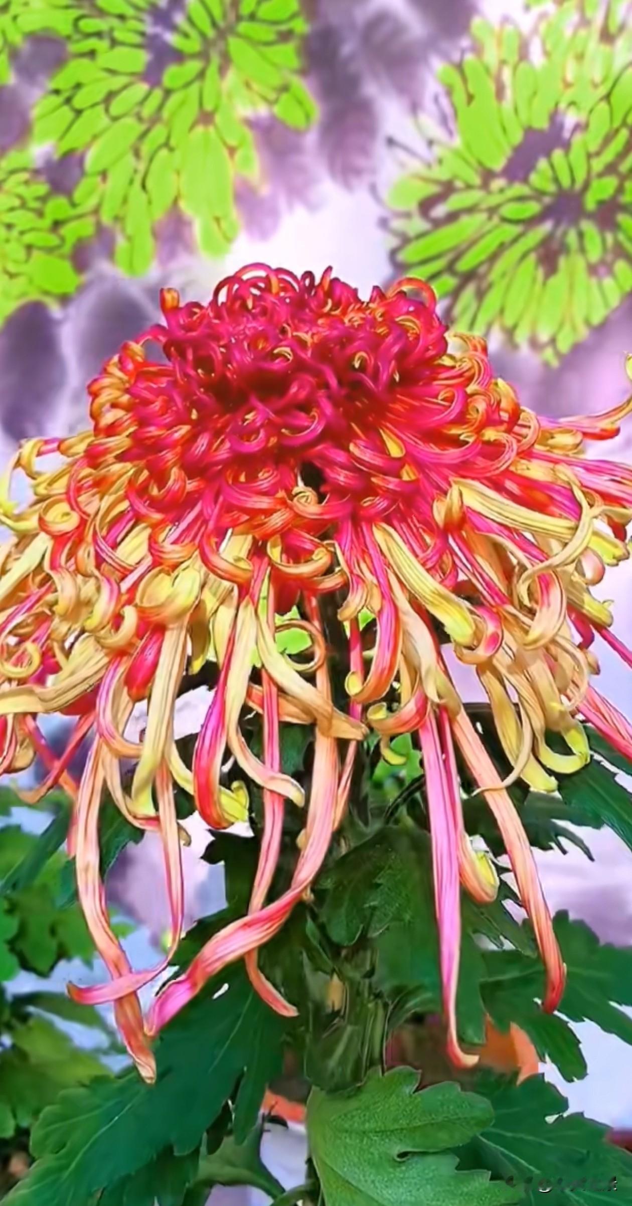 千丝绾秋，三色揽星河。
一花晕染七彩云霞，一花凝住山间青雾，一花盛满深海幽蓝。