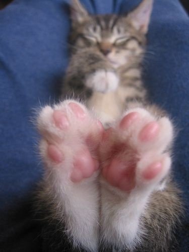 猫咪最让人着迷的地方大概就是萌萌的肉球垫了吧！