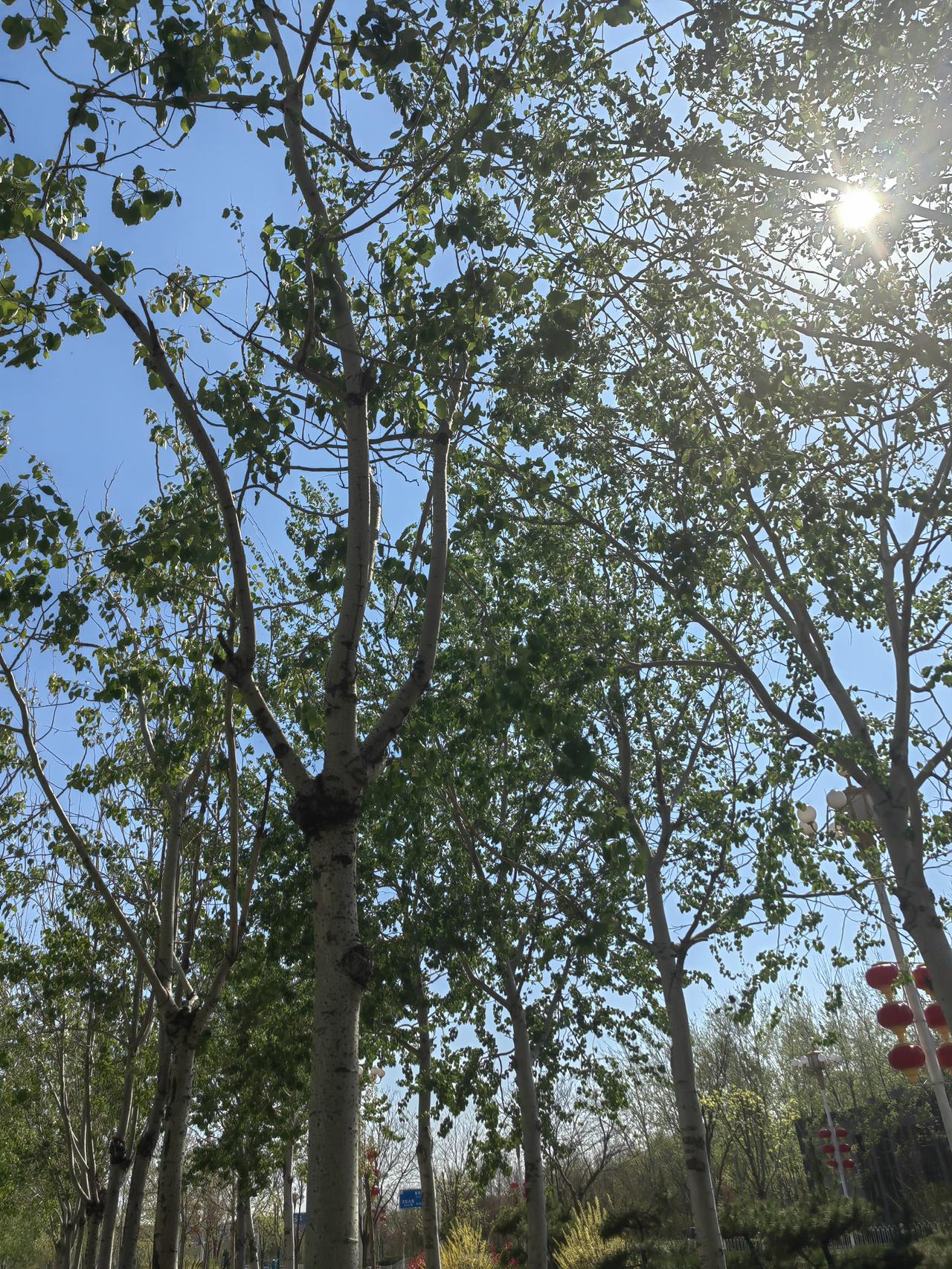 一到这个时候，杨树就开始飘白毛，漫天乱飞，看着像下雪，实际烦得很。走在路上，一不