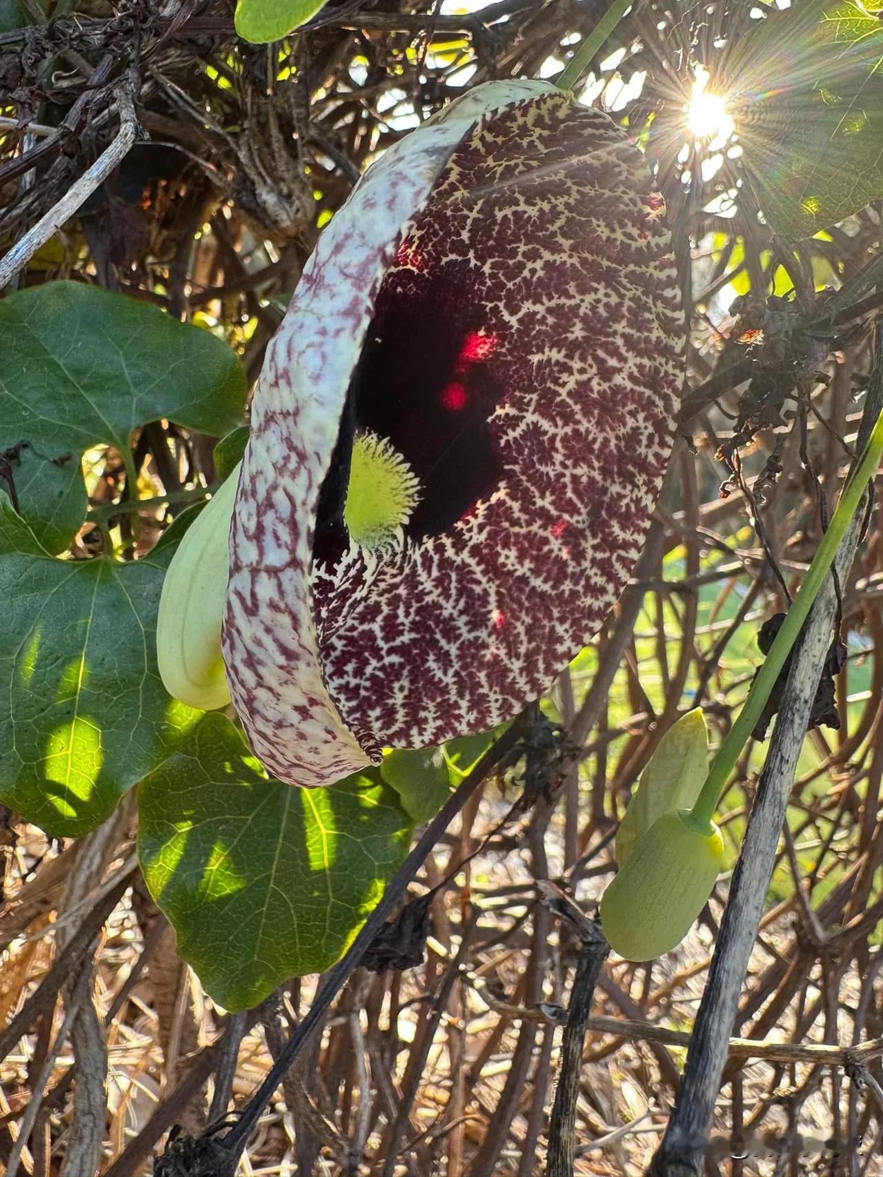 在近郊公路边栅栏上发现的，爬得低，比较好拍，第二次碰到这多年生缠绕性草本爬藤，其