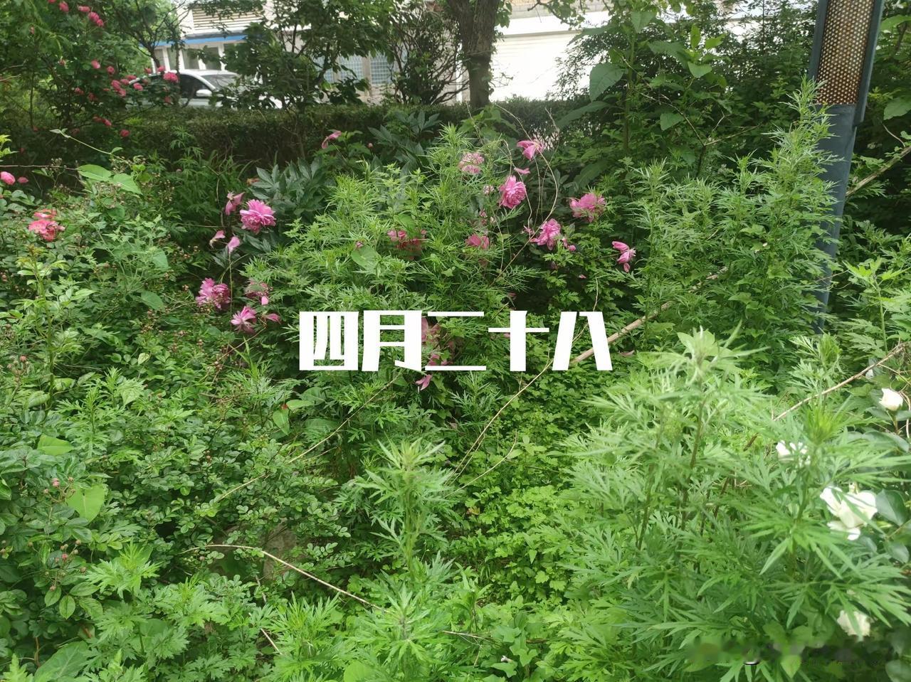 今日农历四月二十八，端午将至，无论穷富，记得“吃3宝喝2汤”，平安迎佳节
 
今