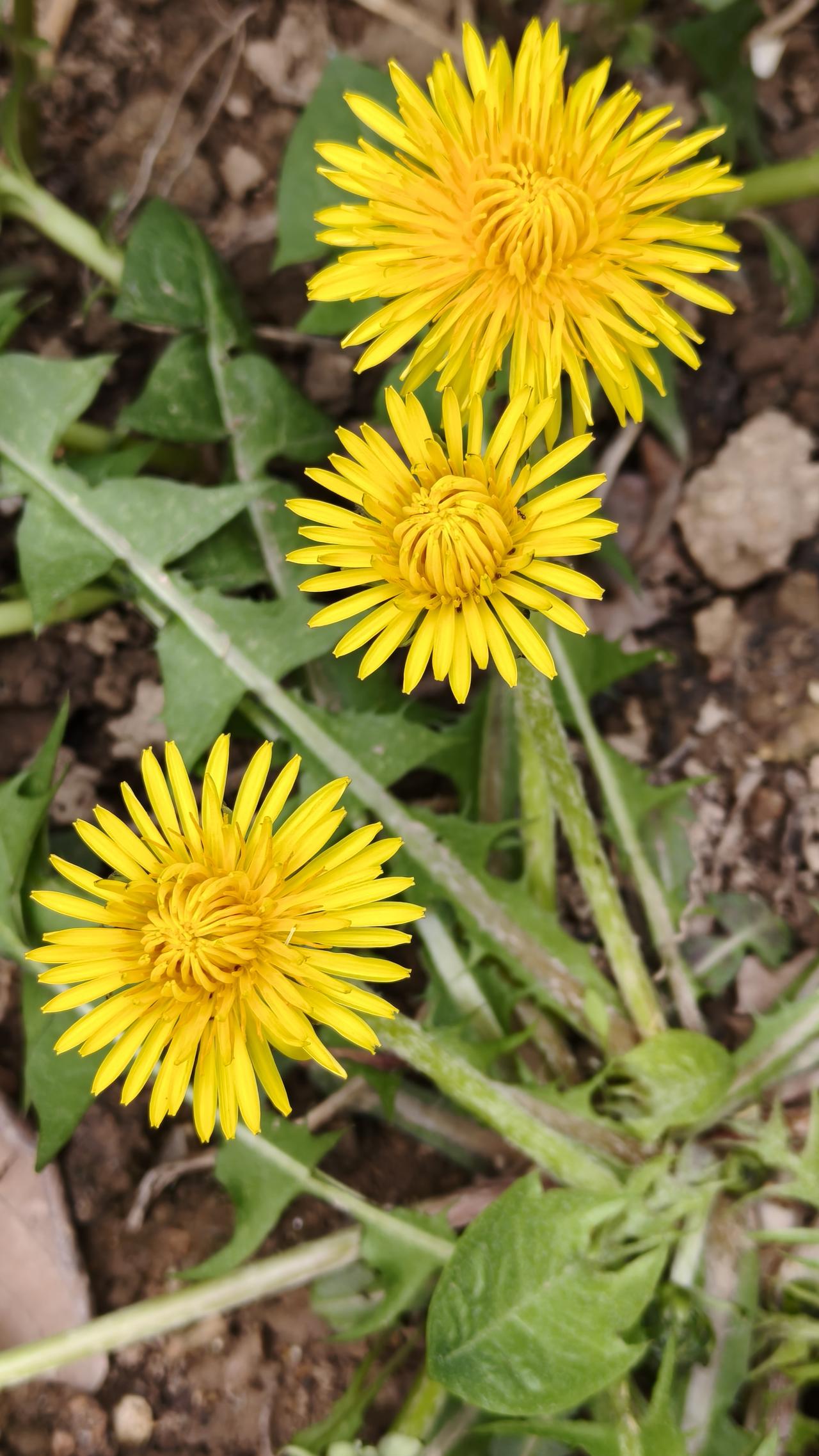 清明时节，蒲公英开的时节，遍地黄花，追忆先人。