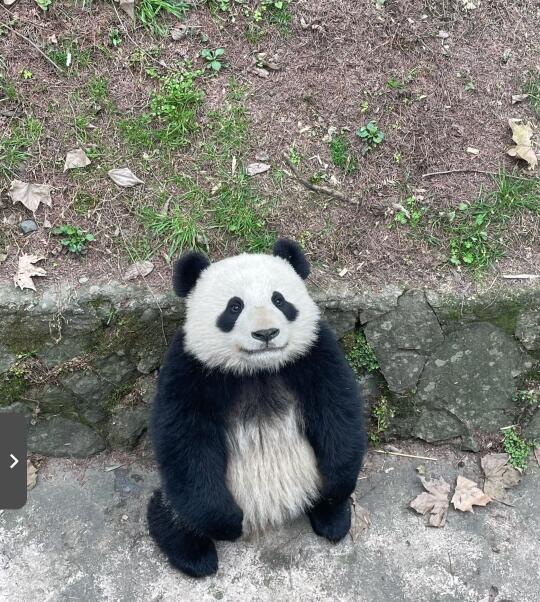 就这样乖乖的看着你
