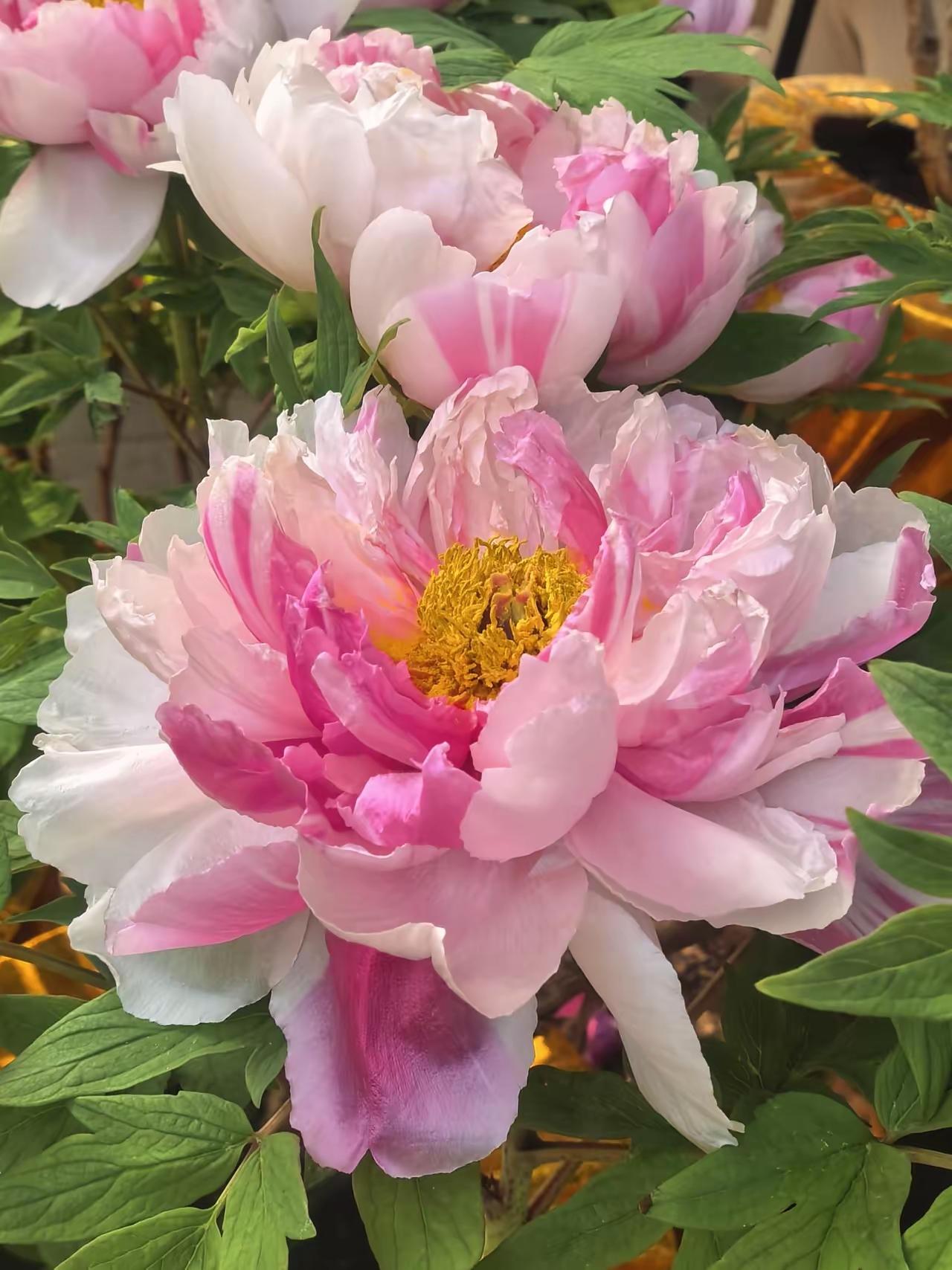 马年A股开门红！尾盘6000万抢筹藏玄机，明天能抄作业吗？
 
马年首个交易日，