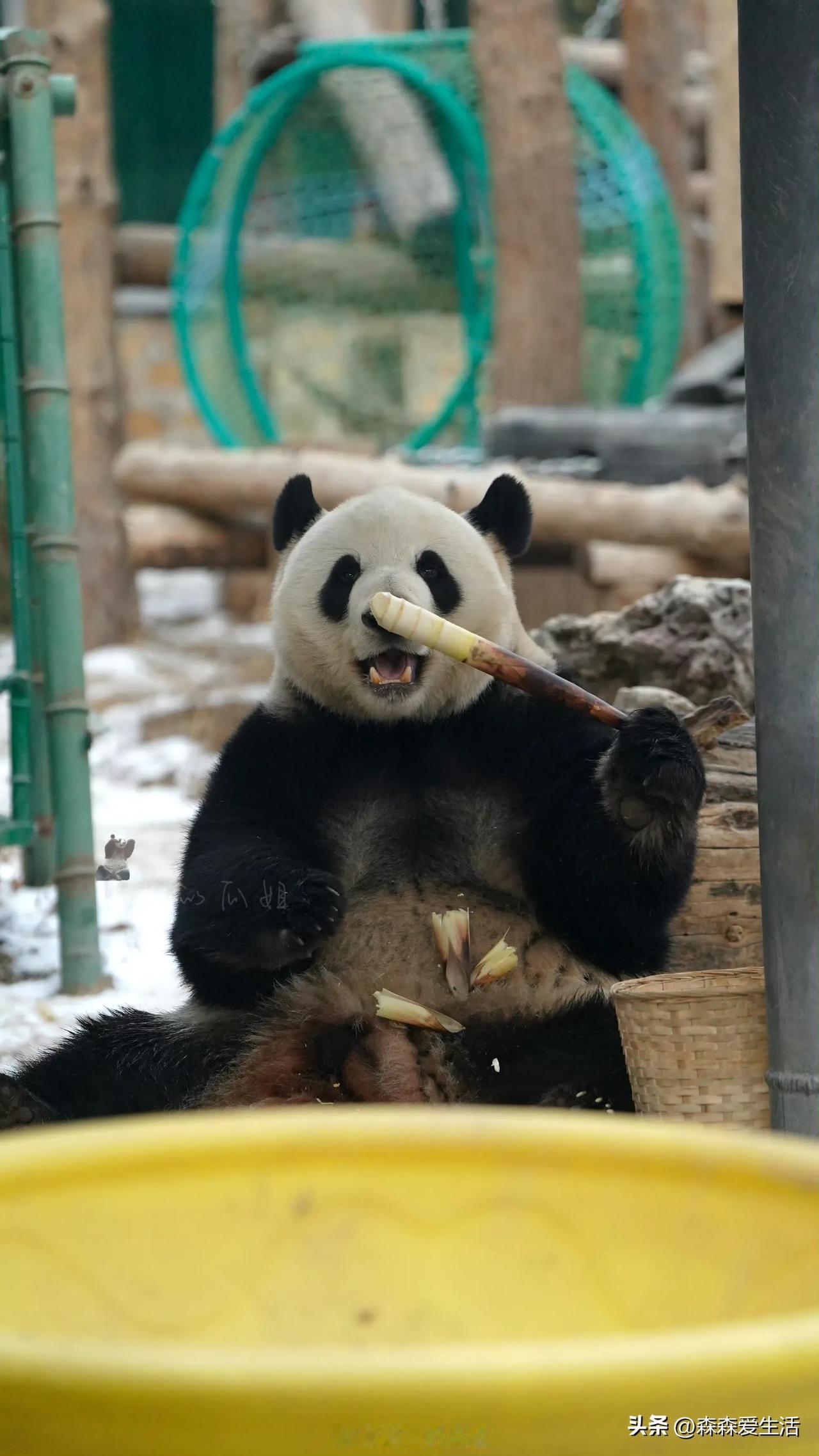 #夏日生活打卡季#福宝的正脸照片，可圆可圆的脑袋，有了曾经的影子吧。

先吸引我