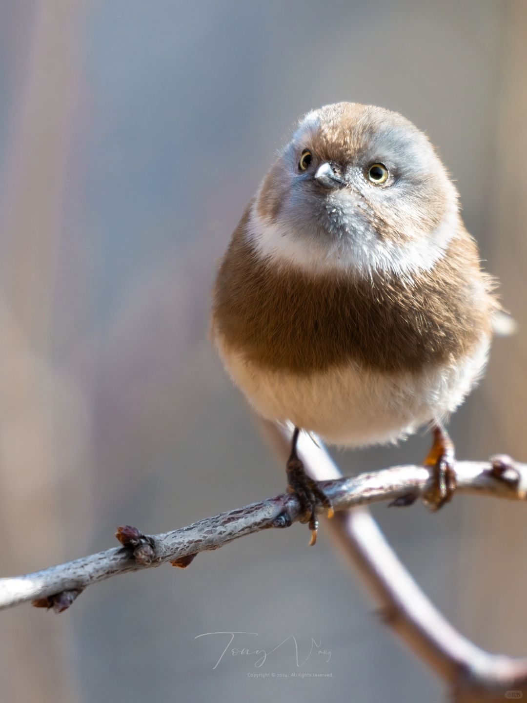 送你一颗不太高兴的糖霜花生团子🍡