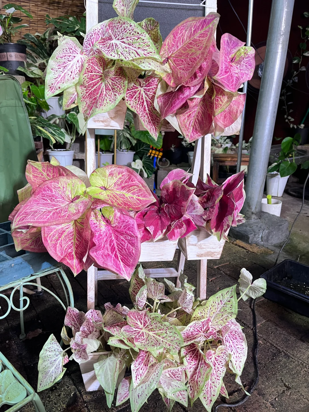 今晚的菜又美又仙