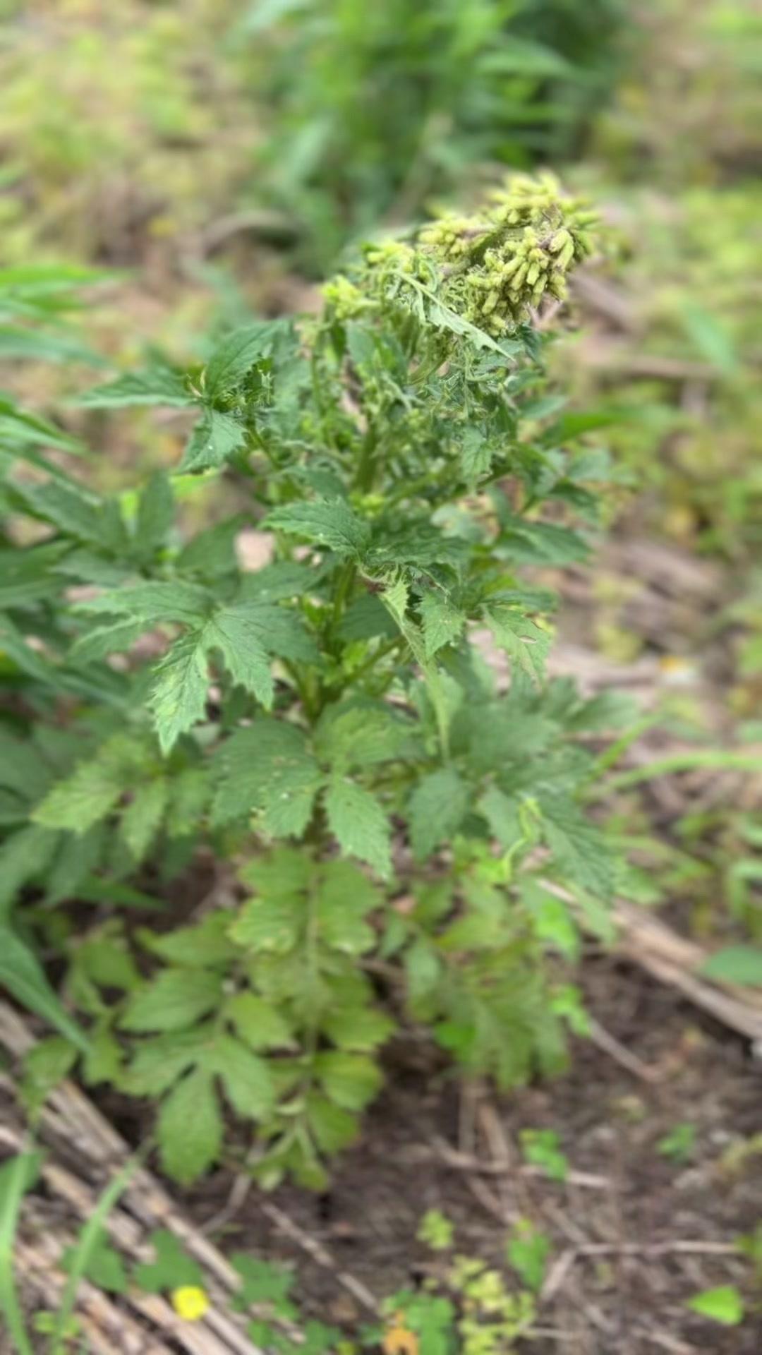 野外遇到这种植物可别不当回事，它很难被发现一棵，知道它作用价值用途的人也不多，看
