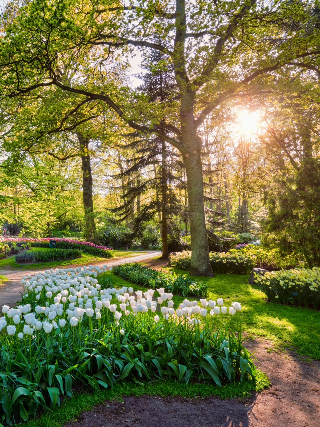 簇拥烈日的花丨太子湾