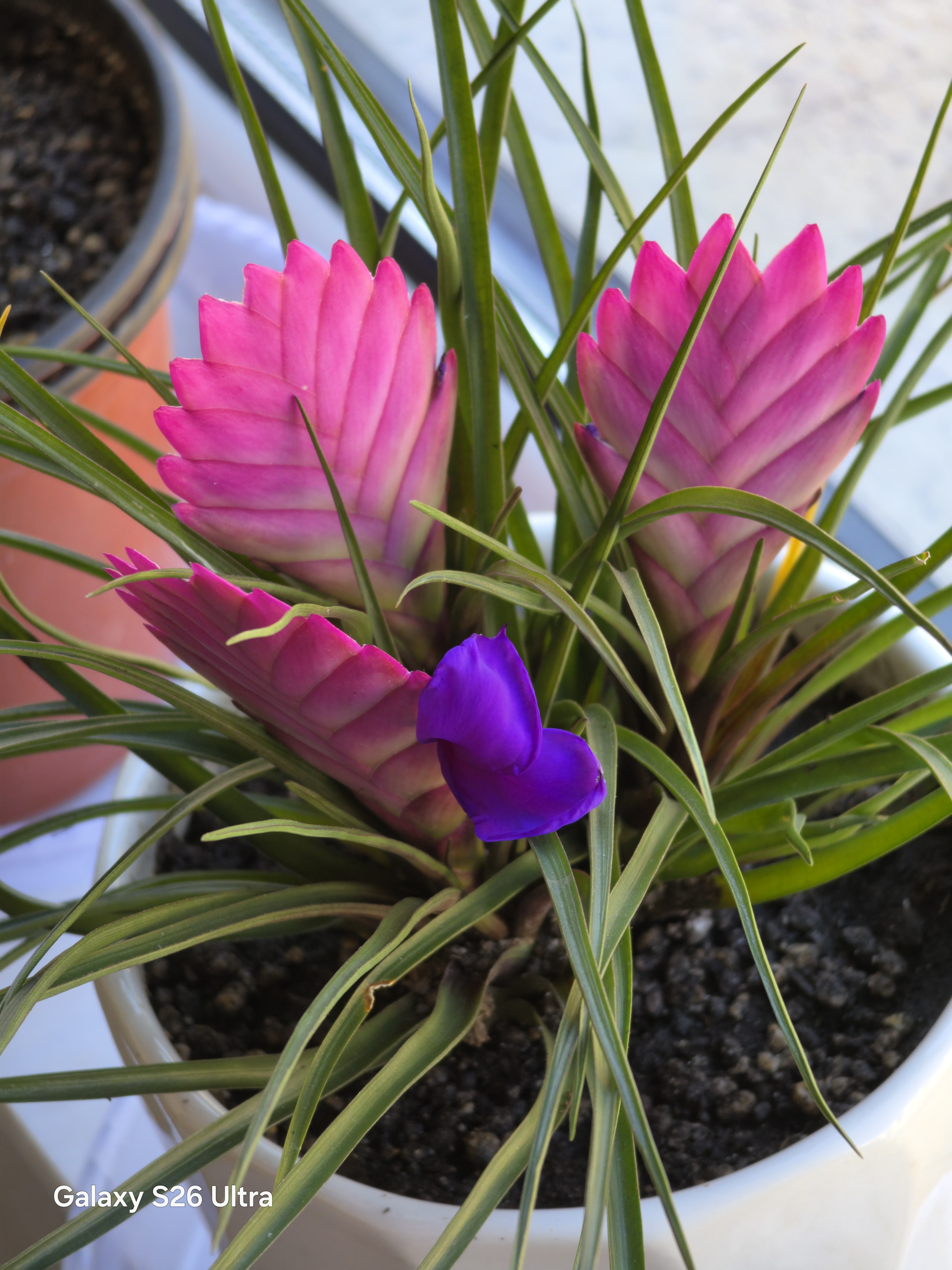 铁兰买回来不到一周就开花了，好事，好事！ 