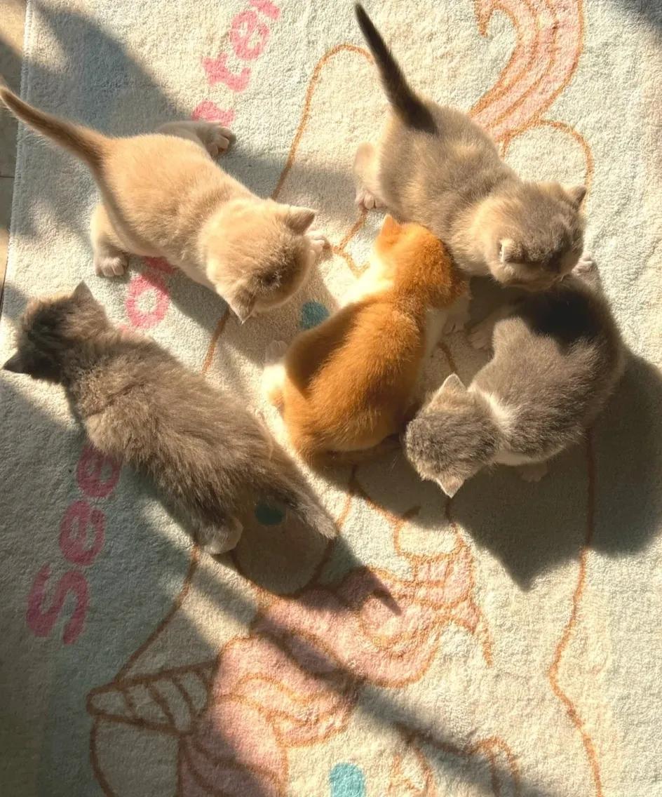 晒太阳的小猫
萌宠#小猫# #萌宠温情时刻# #萌宠#